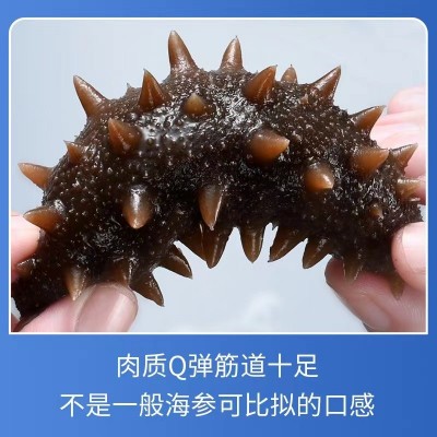 工厂直供】辽参即食非淡干海参干货大连即食海参500g海参批发图2