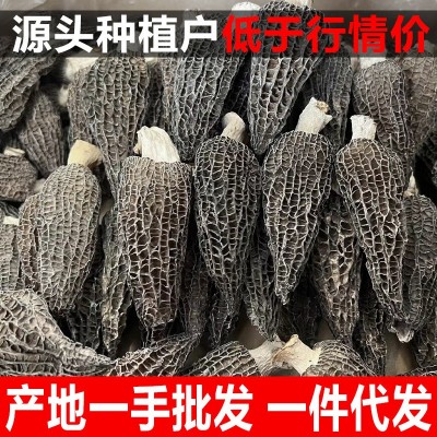 头茬云南羊肚菌批发羊肚菌干货特级高山头茬剪柄羊肚菌产地大量批图1