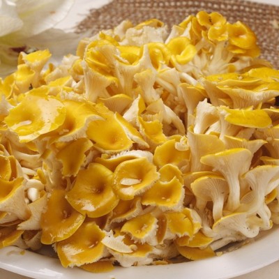 【手撕鸡油菌】醇香细腻鲜美可口鸡油菌煲汤营养菌基地统货批发图3