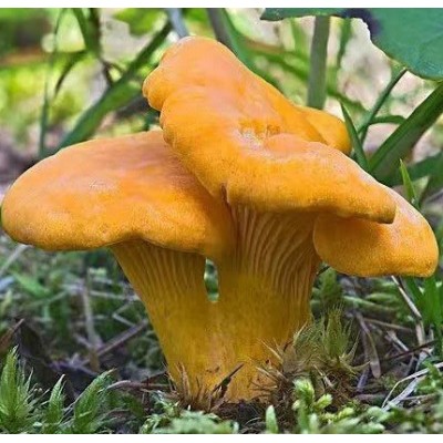 【手撕鸡油菌】醇香细腻鲜美可口鸡油菌煲汤营养菌基地统货批发图2