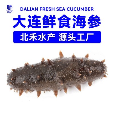大连鲜食海参批发代发500g开袋即食肉质紧实非淡干冷冻即食海参图1