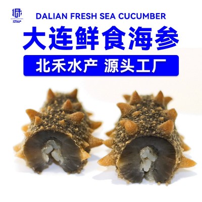 工厂直营大连海参冷冻非干货500克批发代发一手货源即食鲜食海参图1
