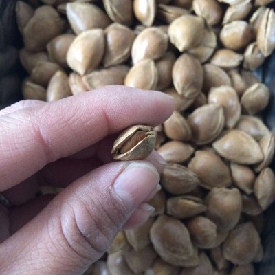 鑫凯杏产品 休闲食品开口杏核干果炒货低价批发 厂家批发代理图4