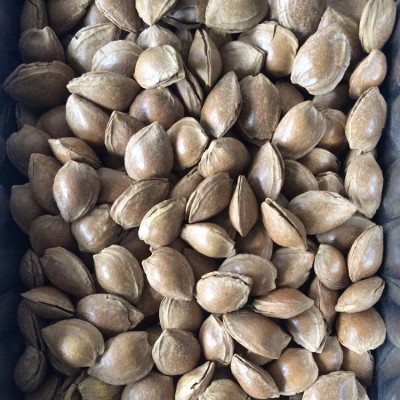 鑫凯杏产品 休闲食品开口杏核干果炒货低价批发 厂家批发代理图2