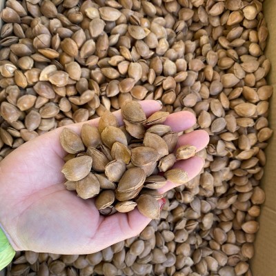新疆特产开口杏仁250g 坚果手剥带壳 奶香味杏核炒货 干果供应图4