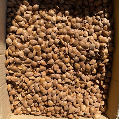 新疆特产开口杏仁250g 坚果手剥带壳 奶香味杏核炒货 干果供应图3