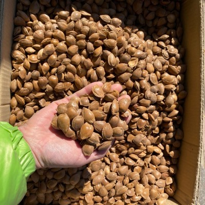 新疆特产开口杏仁250g 坚果手剥带壳 奶香味杏核炒货 干果供应图2