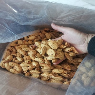 新货巴达木新疆巴旦木奶油口味香甜酥脆营养丰富非纸皮散称巴旦木图3