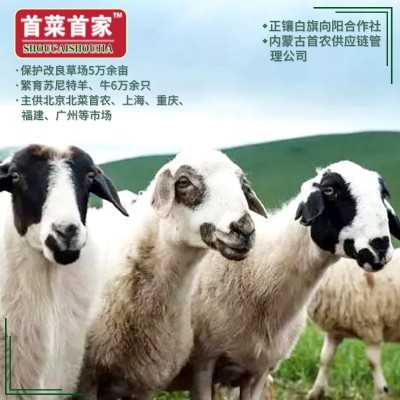 首菜首家内蒙苏尼特羔羊前腿1斤/件冷冻羊前腿烧烤羊原料图3