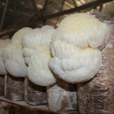 福建古田猴头菇干货散装10斤厂家批发干鲜食材去蒂养胃猴菇猴头菌图2