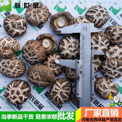 河南冬花菇大小均匀西峡香菇干货香味浓郁新货剪脚5件/5市斤起批图3