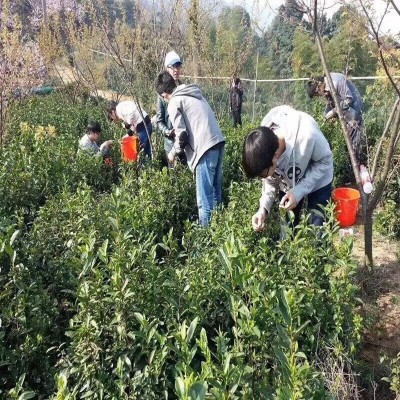 福建武夷山小种红茶 正山小种薯香味 传工茶叶 散装茶叶批发图5