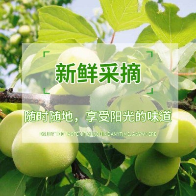 厂家批发5斤装果脯果干 酸甜苏式原味话梅干休闲下午茶小零食蜜饯图3