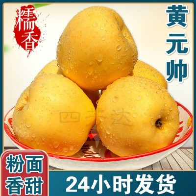 烟台黄金帅苹果 厂家种植粉面糯香果型均匀 果园采摘黄元帅苹果图1