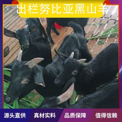 出栏努比亚黑山羊 胸围60cm 公母均有 体格良好图2