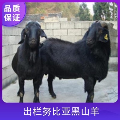 出栏努比亚黑山羊 胸围60cm 公母均有 体格良好图1