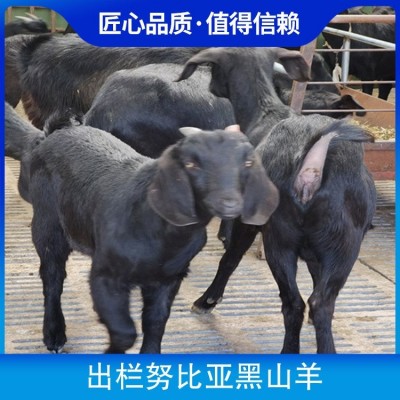 出栏努比亚黑山羊 胸围60cm 公母均有 体格良好图4
