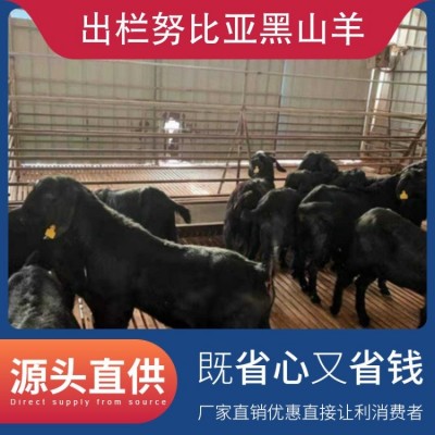 出栏努比亚黑山羊 胸围60cm 公母均有 体格良好图3