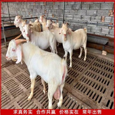 澳洲白绵羊市场出售 白羊羔 成年公羊 运动能力好 品种优良图5
