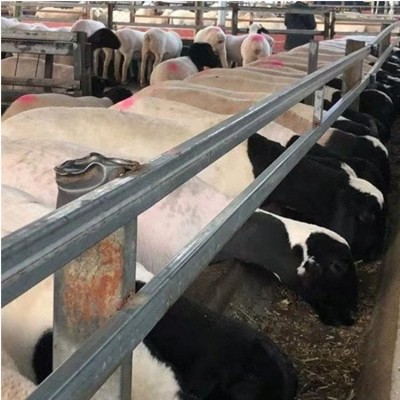 杜寒杂交羊 养殖销售肉羊羊羔 品种丰富 好养易活图1