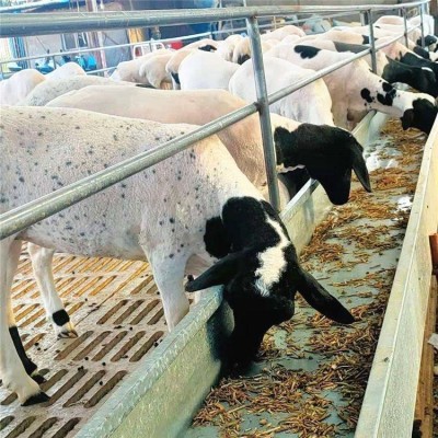 杜寒杂交羊 养殖销售肉羊羊羔 品种丰富 好养易活图5