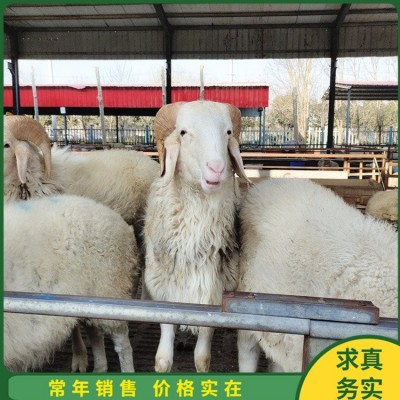 育肥成年小尾寒羊 养殖杂交脱温幼羊 四肢强健图2
