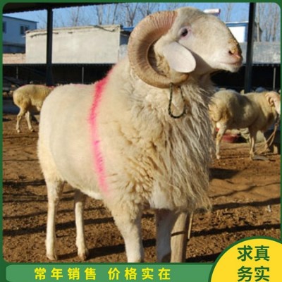 育肥成年小尾寒羊 养殖杂交脱温幼羊 四肢强健图1