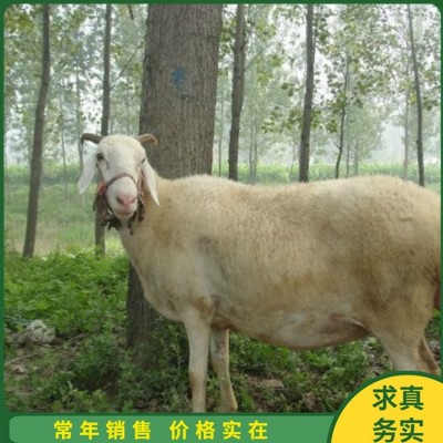 育肥成年小尾寒羊 养殖杂交脱温幼羊 四肢强健图3