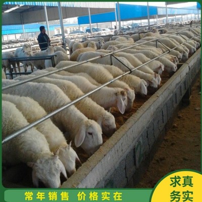 育肥成年小尾寒羊 养殖杂交脱温幼羊 四肢强健图4