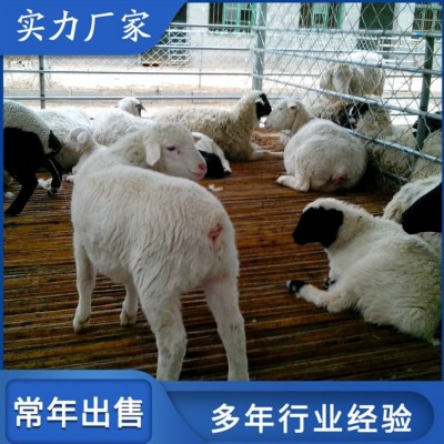 小尾寒羊改良肉羊 圈养成年种羊 四肢长度适中图2
