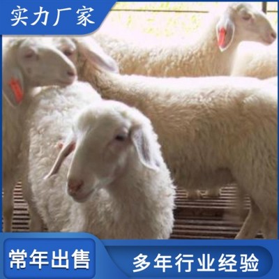 小尾寒羊改良肉羊 圈养成年种羊 四肢长度适中图5