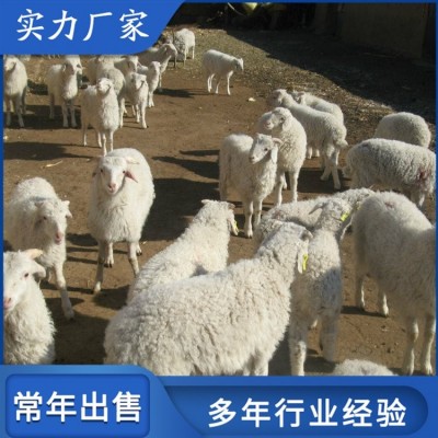 小尾寒羊改良肉羊 圈养成年种羊 四肢长度适中图3