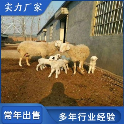 小尾寒羊改良肉羊 圈养成年种羊 四肢长度适中图1