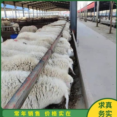 农家散养小尾寒羊母羊 脱温幼羊 生长发育快 产肉性好图4