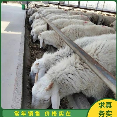 农家散养小尾寒羊母羊 脱温幼羊 生长发育快 产肉性好图3