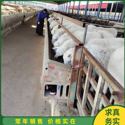 农家散养小尾寒羊母羊 脱温幼羊 生长发育快 产肉性好图1