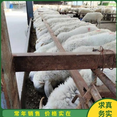 农家散养小尾寒羊母羊 脱温幼羊 生长发育快 产肉性好图2