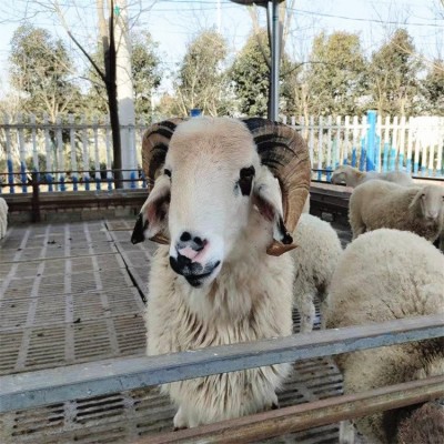 成年散养改良小尾寒羊 育肥羊羔肉羊 抗病能力强图4