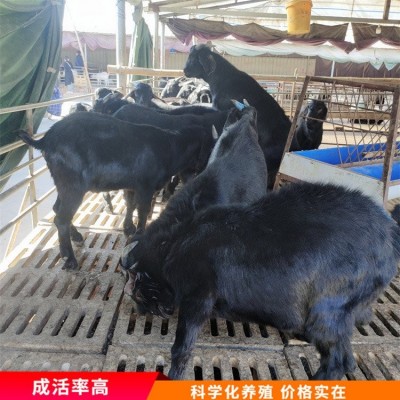 散养杂交成年黑山羊 育肥羊苗养殖 毛被光泽好图1