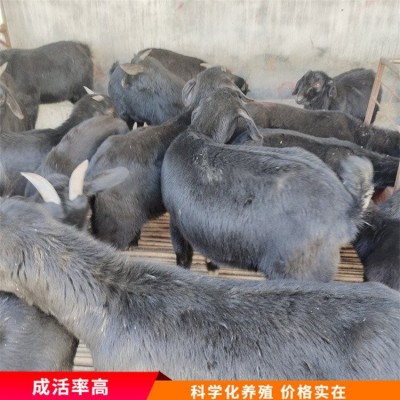 散养杂交成年黑山羊 育肥羊苗养殖 毛被光泽好图3