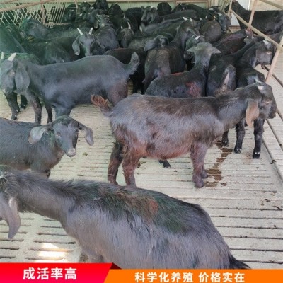 散养杂交成年黑山羊 育肥羊苗养殖 毛被光泽好图4