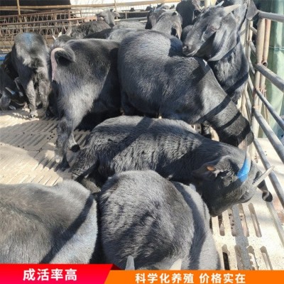 散养杂交成年黑山羊 育肥羊苗养殖 毛被光泽好图5