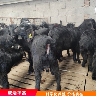 散养杂交成年黑山羊 育肥羊苗养殖 毛被光泽好图2