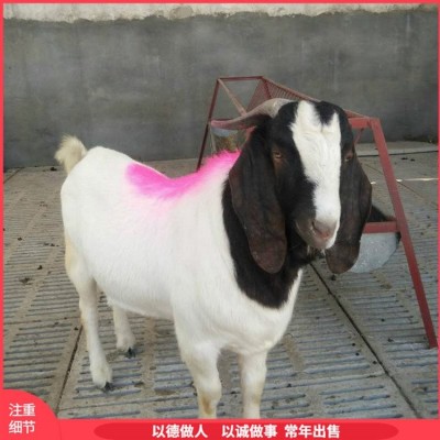 易养殖脱温波尔山羊肉羊 改良种羊 提供技术指导图4