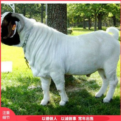 易养殖脱温波尔山羊肉羊 改良种羊 提供技术指导图2