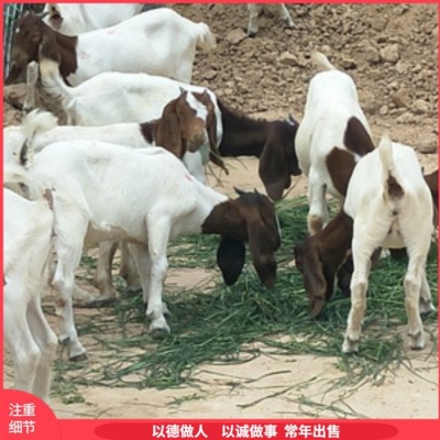 易养殖脱温波尔山羊肉羊 改良种羊 提供技术指导图1