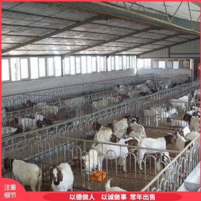 易养殖脱温波尔山羊肉羊 改良种羊 提供技术指导图3
