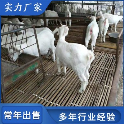 大耳美国白山羊肉羊 农家饲养母羊羔 公母均有图4