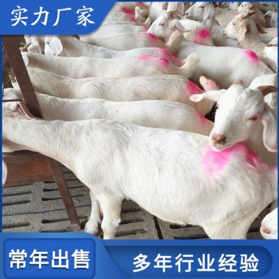 大耳美国白山羊肉羊 农家饲养母羊羔 公母均有图1