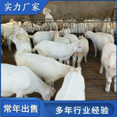 大耳美国白山羊肉羊 农家饲养母羊羔 公母均有图3
